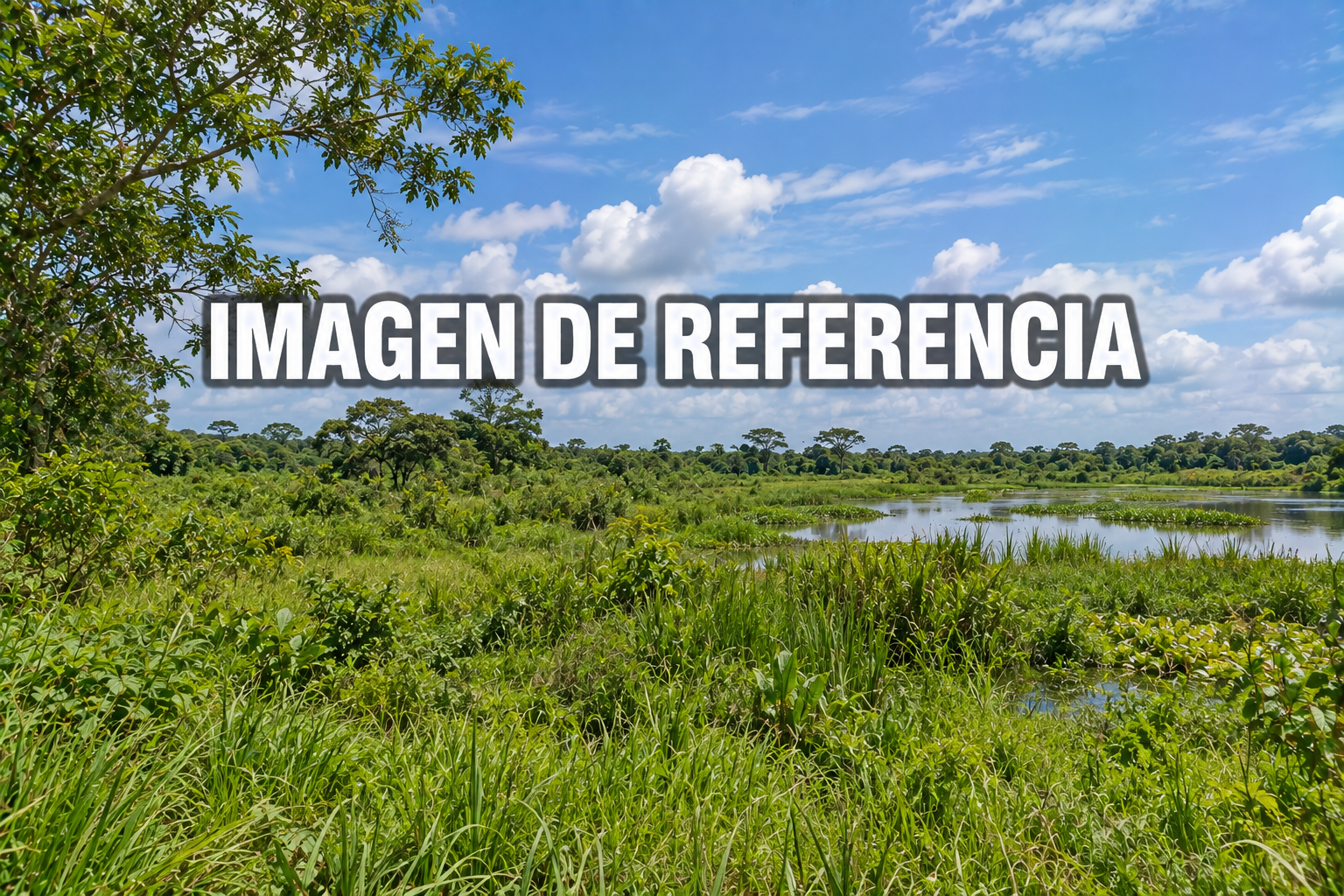 Imagen de referencia del predio rural Villa Ignacia, Nechí, código 80827